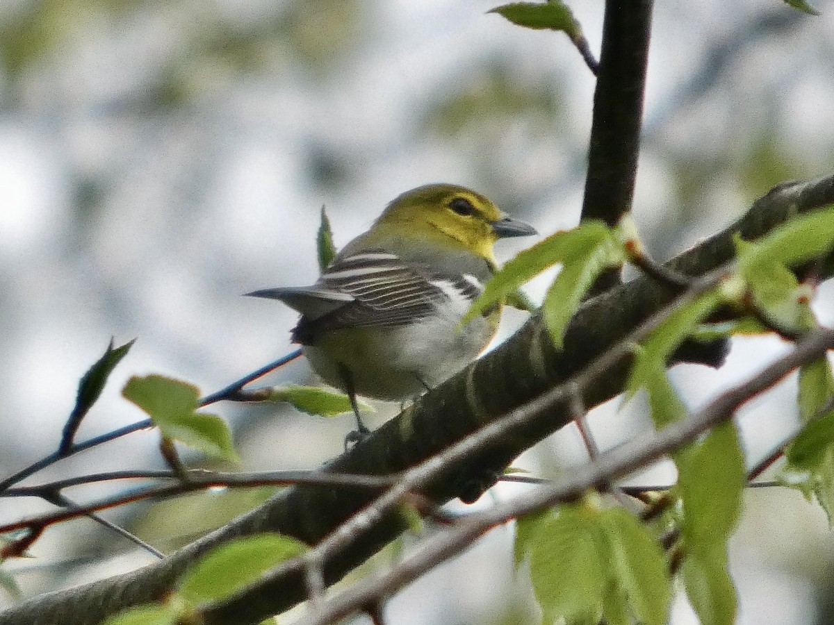 Yellow-throated Vireo - ML634853288