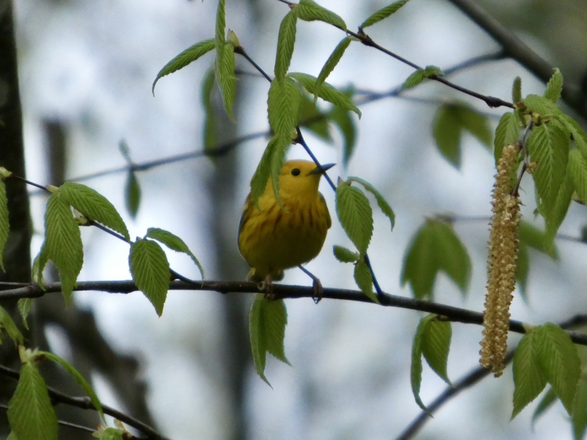 Yellow Warbler - ML634853302