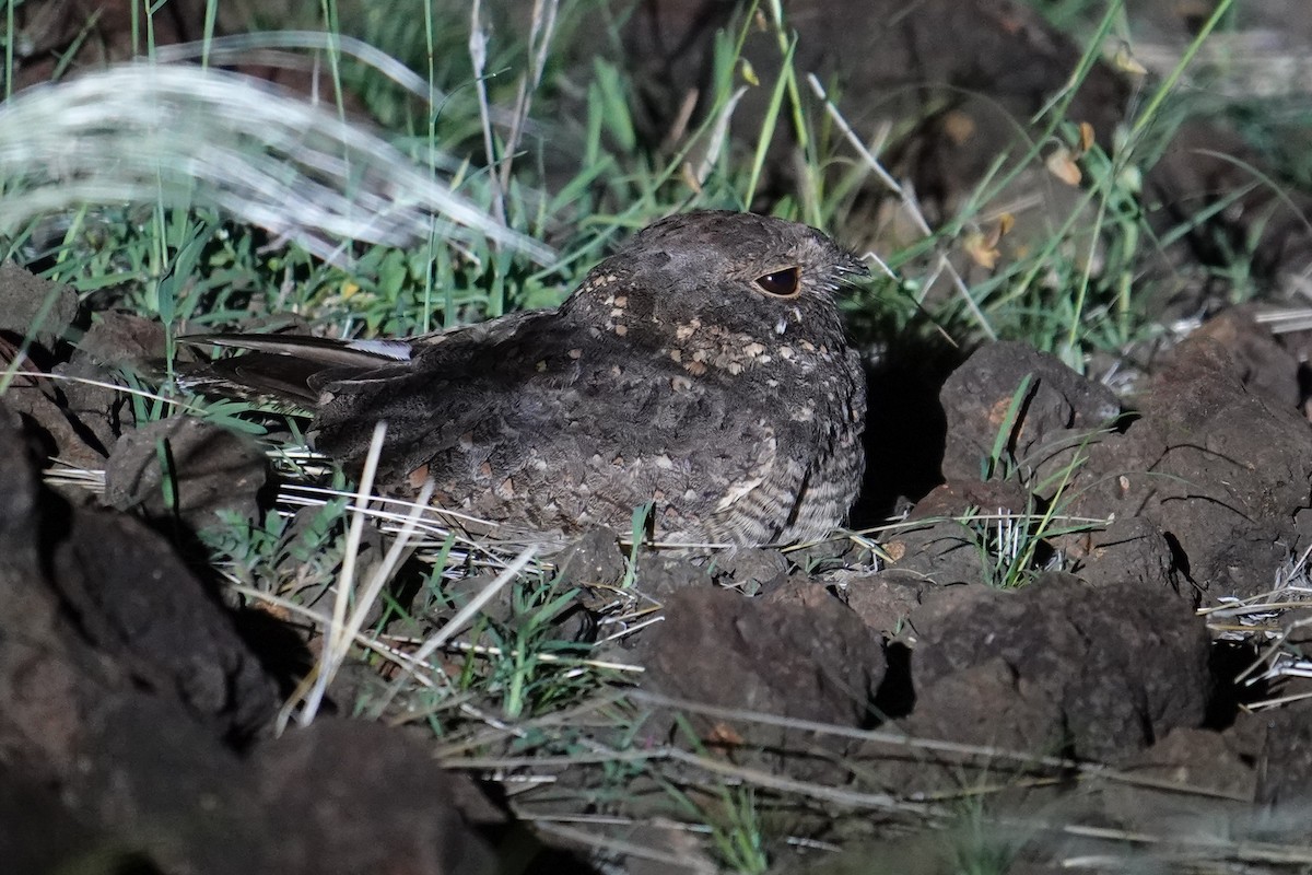 Star-spotted Nightjar - ML634853338