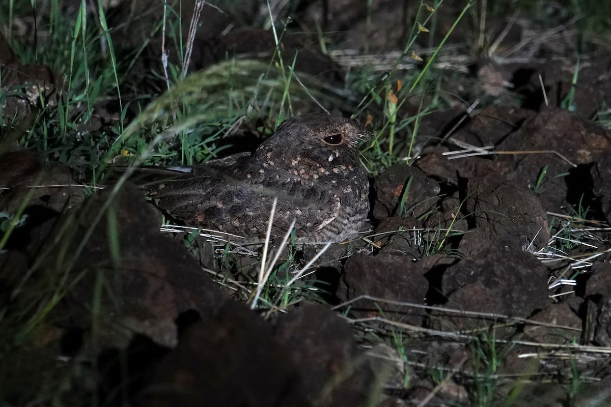 Star-spotted Nightjar - ML634853339