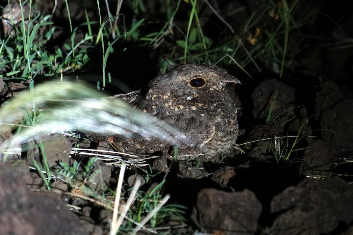 Star-spotted Nightjar - ML634853340