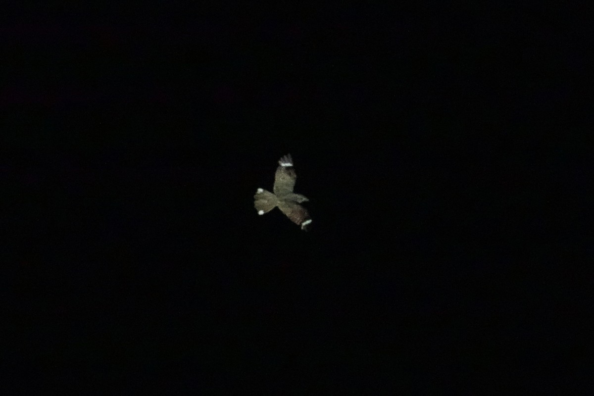 Star-spotted Nightjar - ML634853347