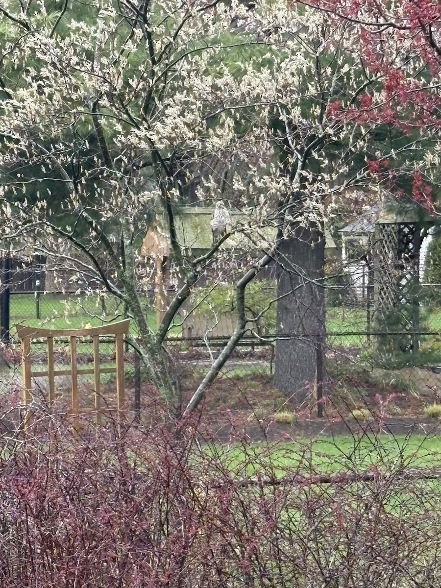 Cooper's Hawk - ML634853384