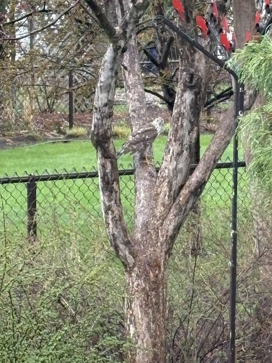 Cooper's Hawk - ML634853405