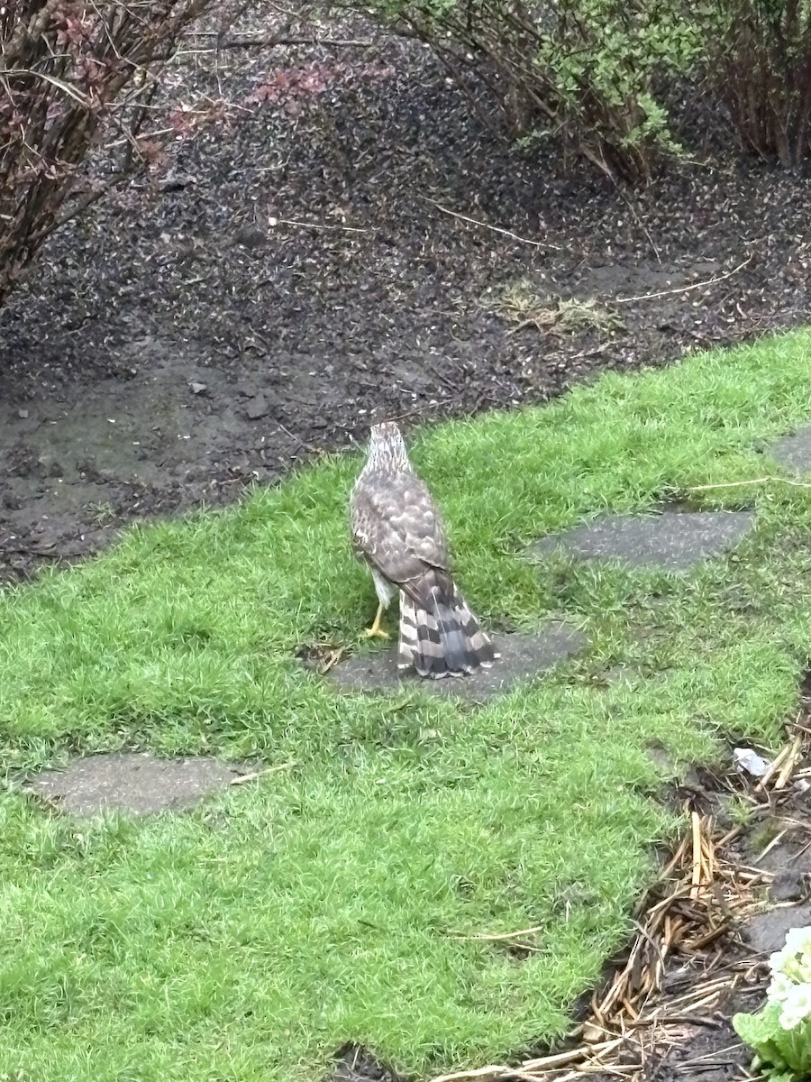 Cooper's Hawk - ML634853484