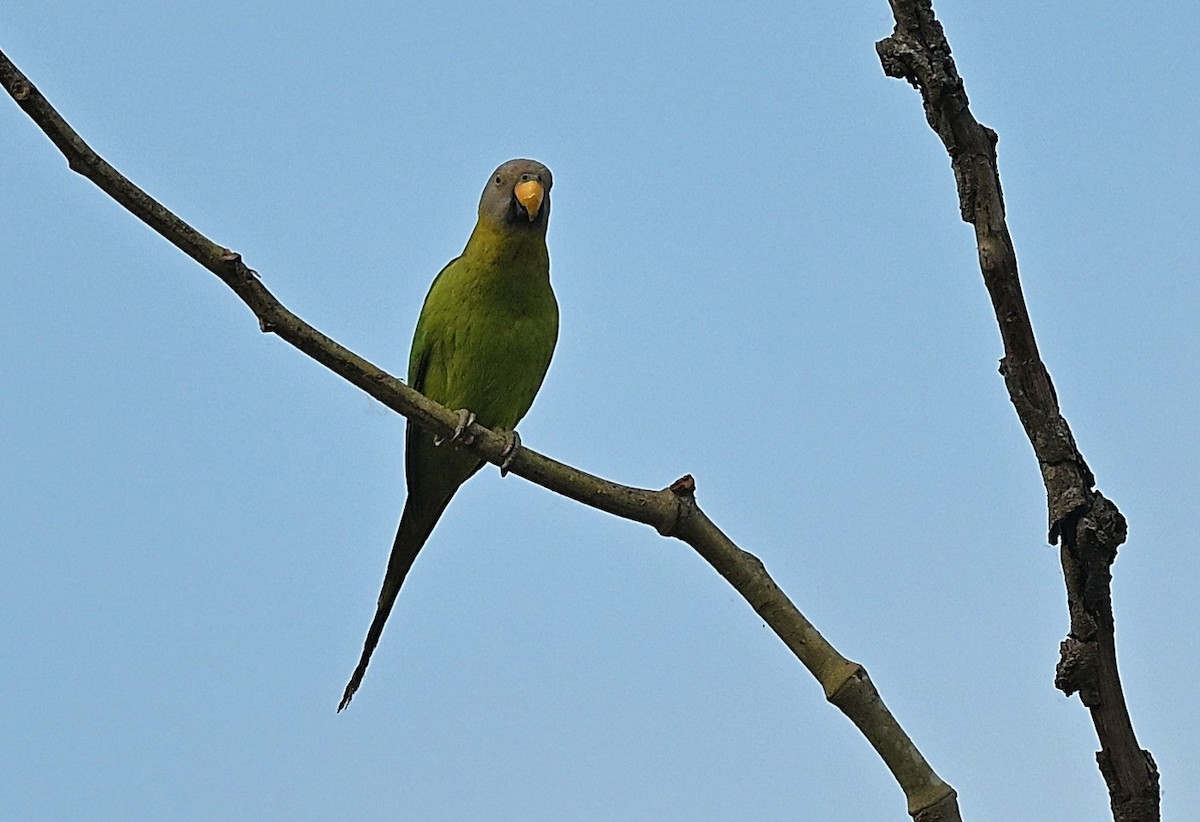 Blossom-headed Parakeet - ML634853494