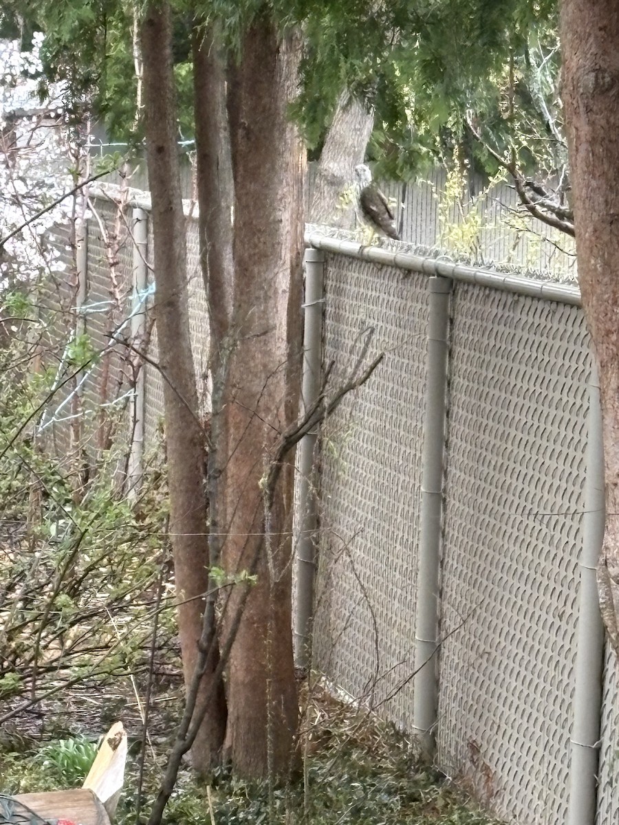 Cooper's Hawk - ML634853519