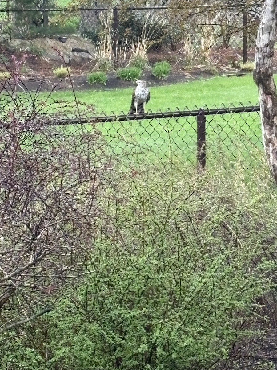 Cooper's Hawk - ML634853538