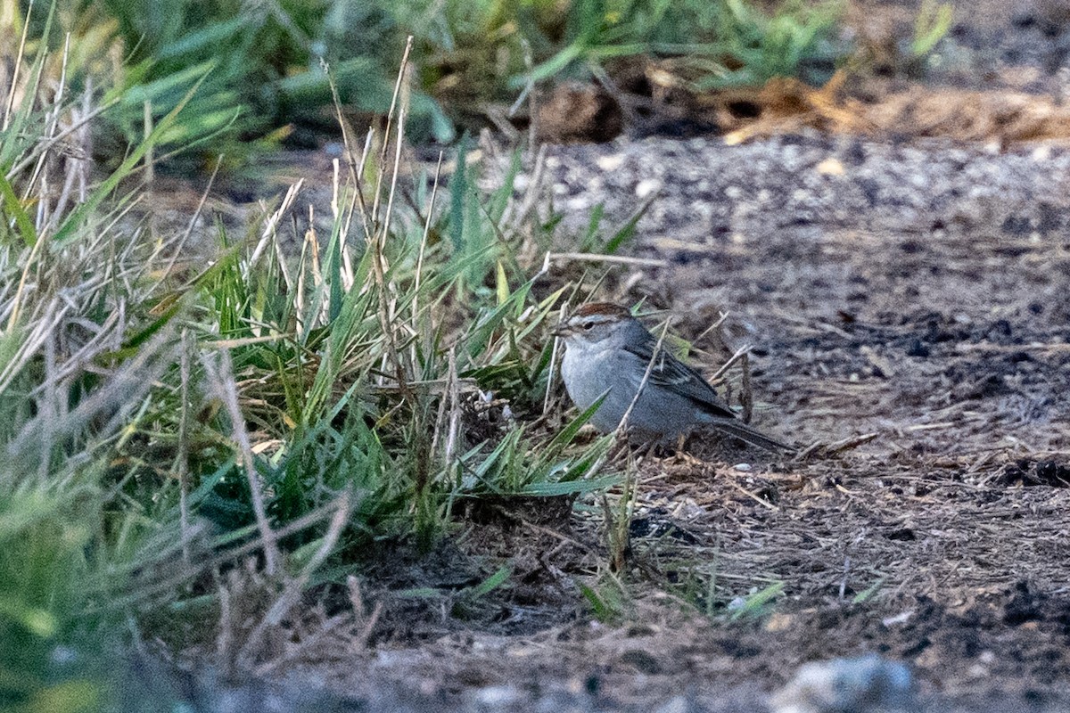 Chipping Sparrow - ML634853544