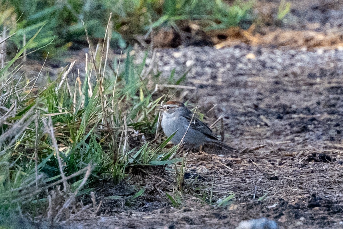 Chipping Sparrow - ML634853545