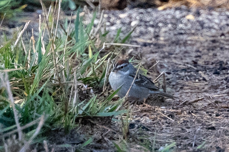 Chipping Sparrow - ML634853546