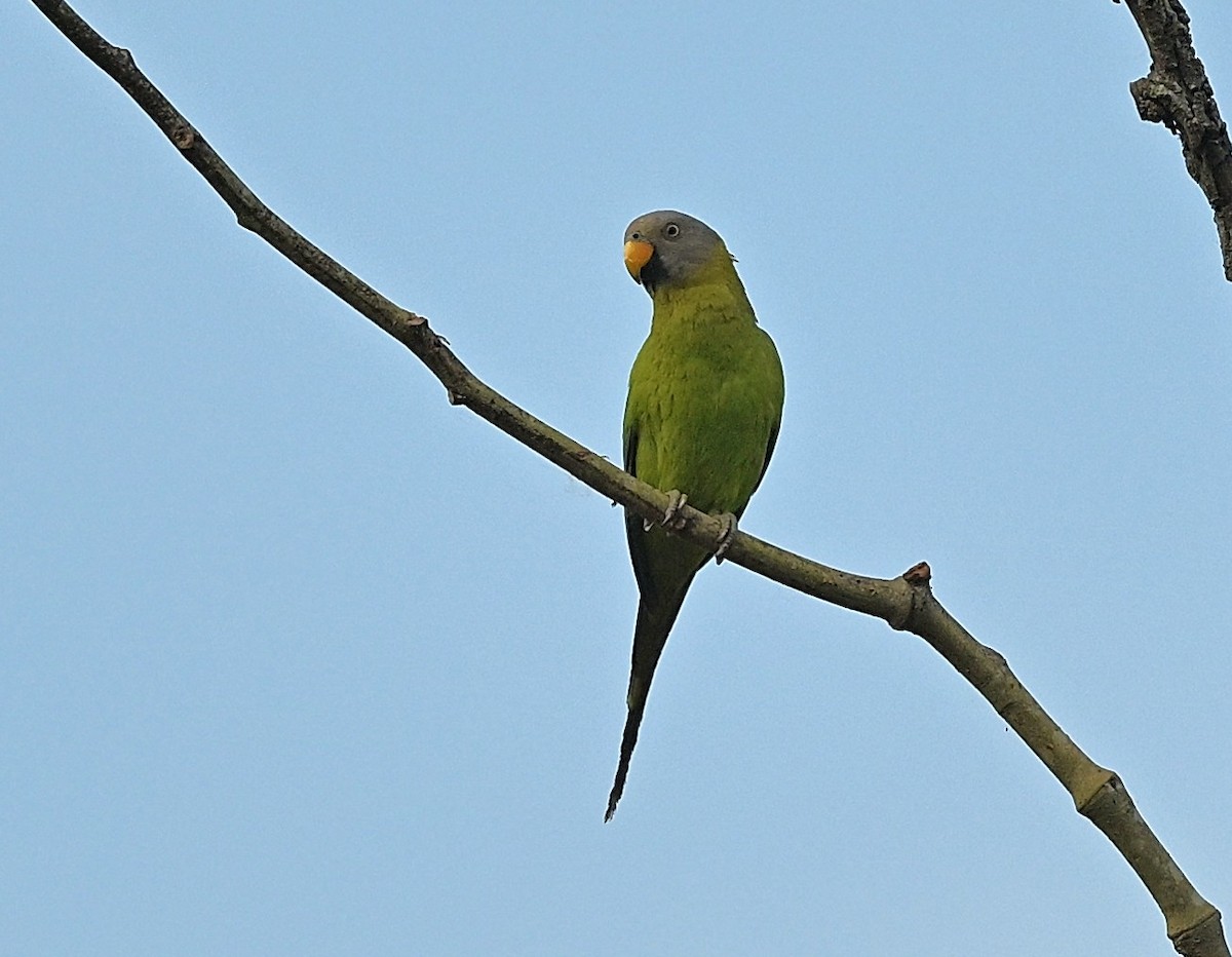 Blossom-headed Parakeet - ML634853573