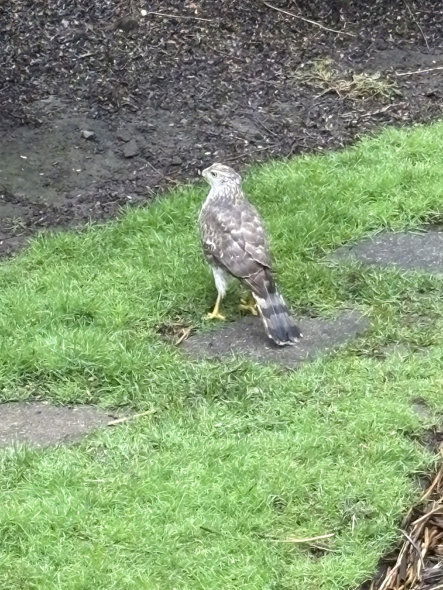 Cooper's Hawk - ML634853575