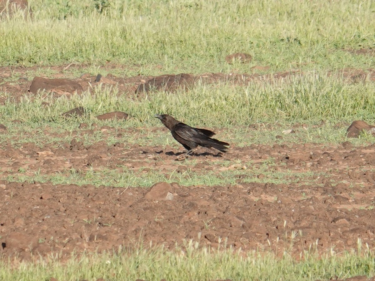 Cuervo Etíope - ML634853576