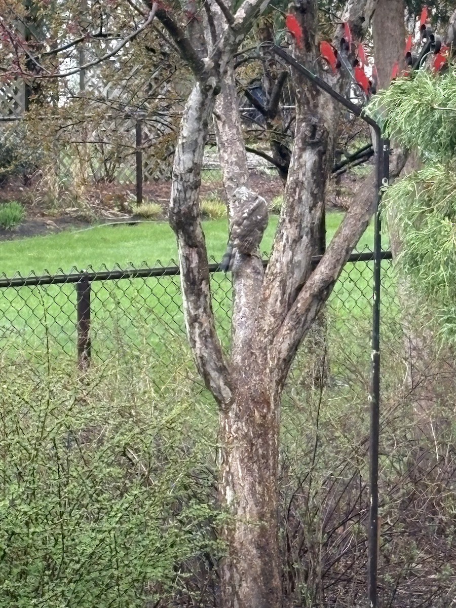 Cooper's Hawk - ML634853601