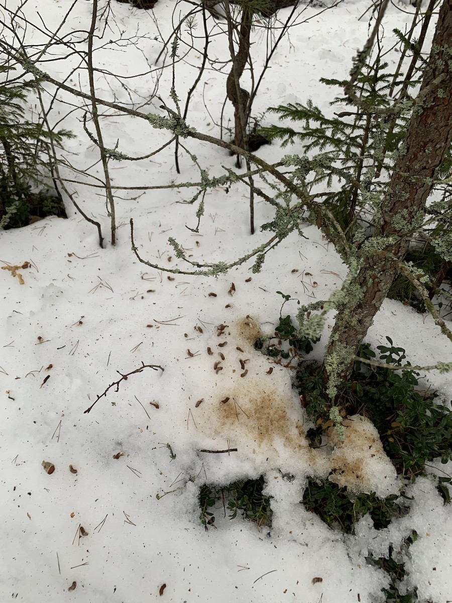 Hazel Grouse - ML634853608