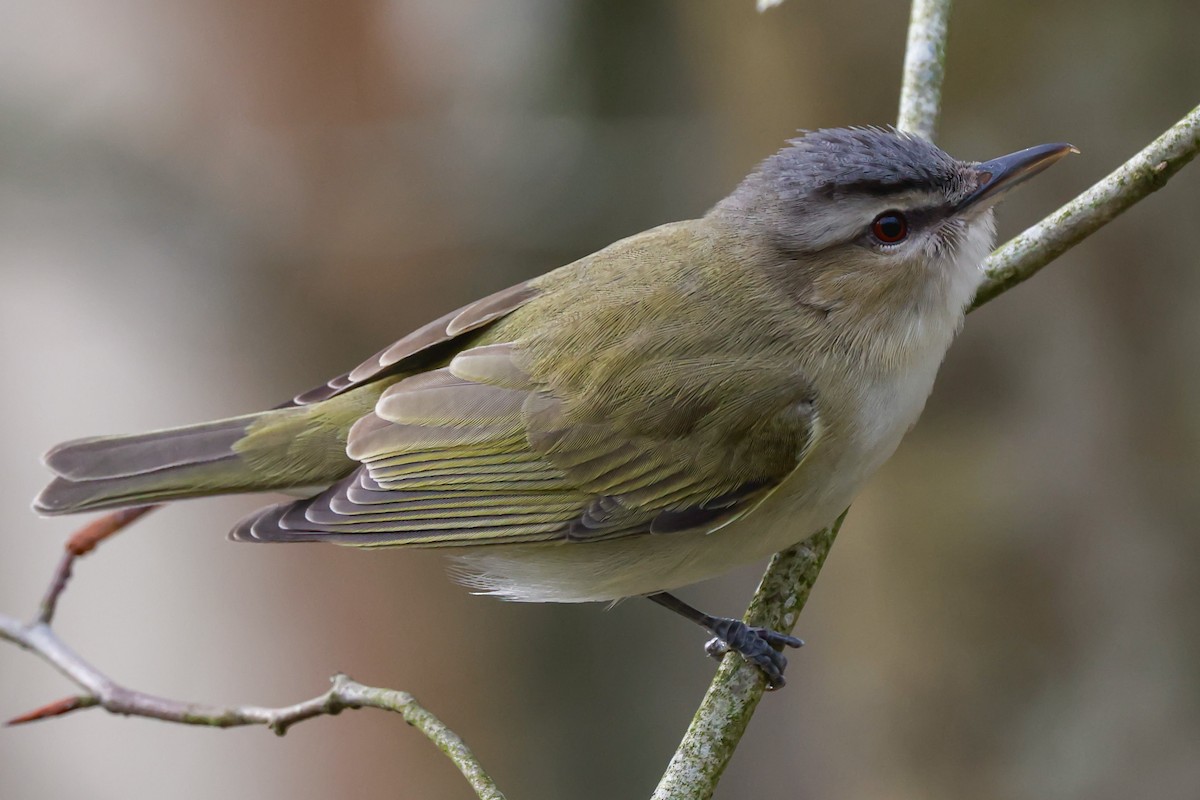 Bireo begigorria - ML634853687