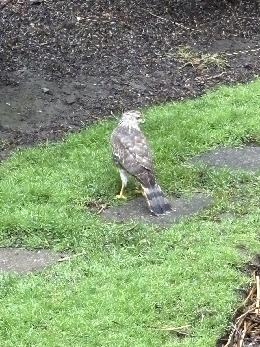 Cooper's Hawk - ML634853700