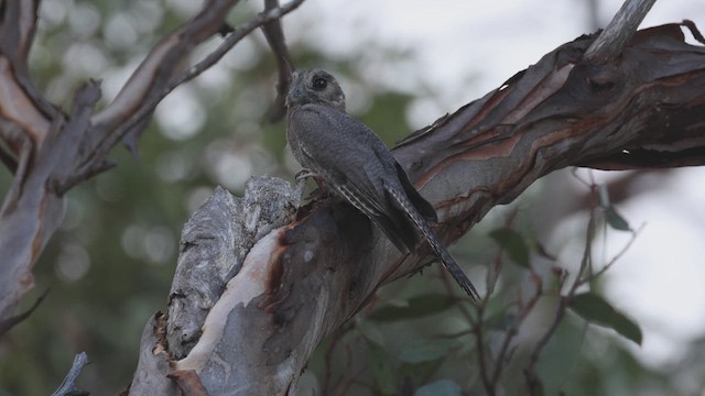 オーストラリアズクヨタカ - ML634853706