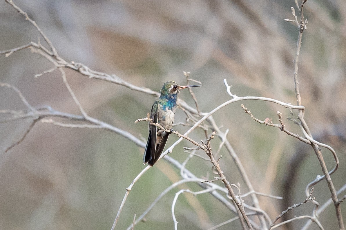 Turquoise-crowned Hummingbird - ML634853710