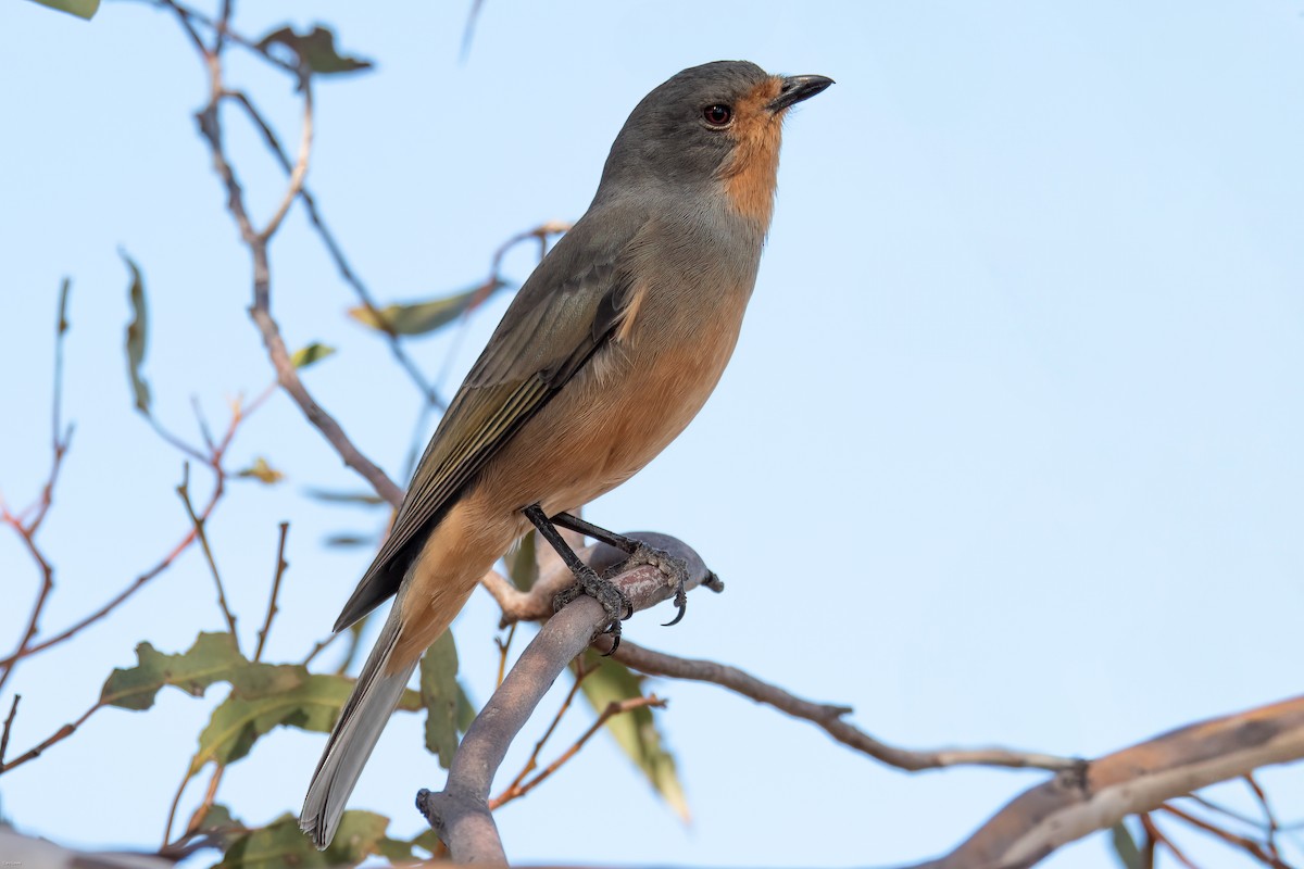 Red-lored Whistler - ML634853713