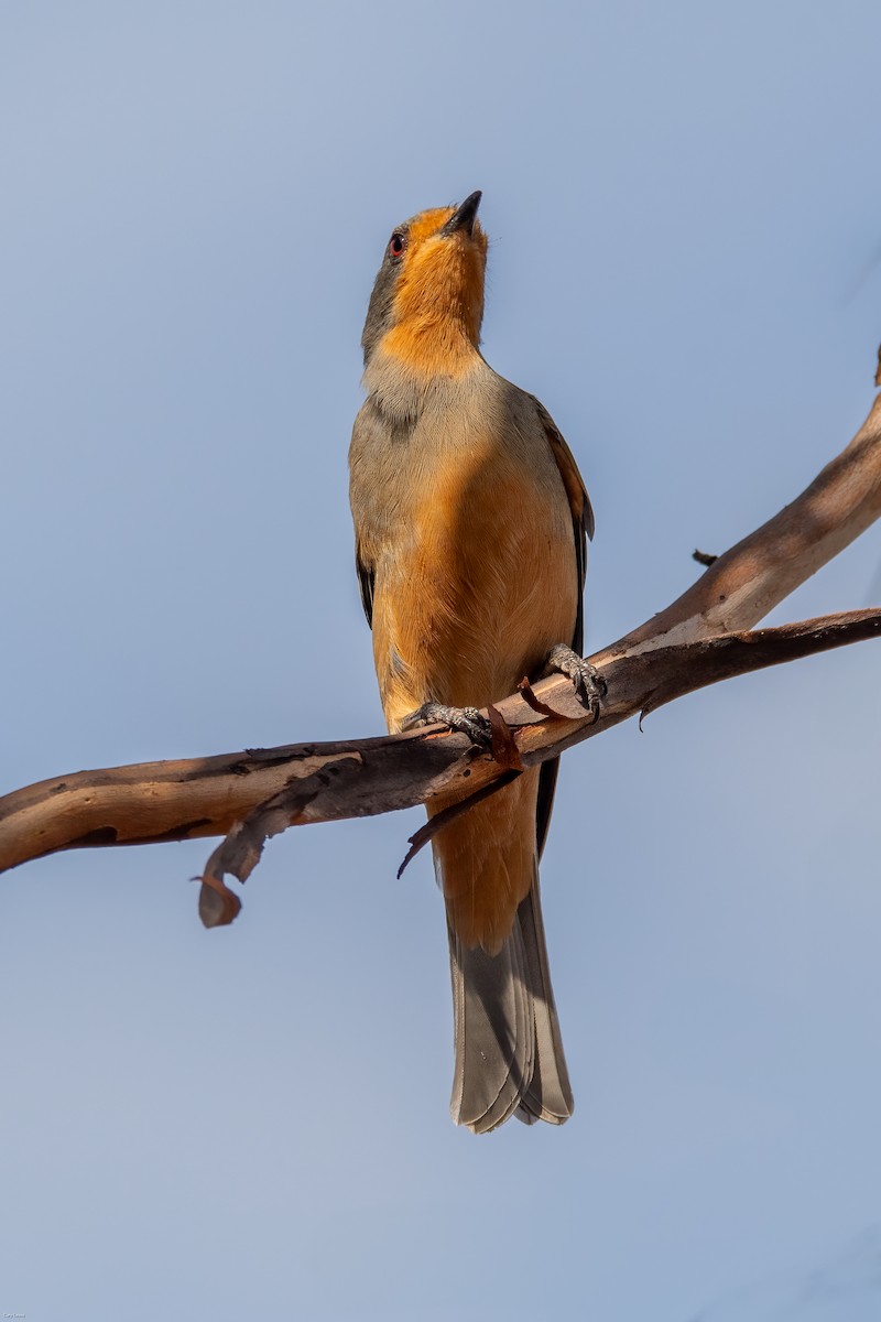 Red-lored Whistler - ML634853724
