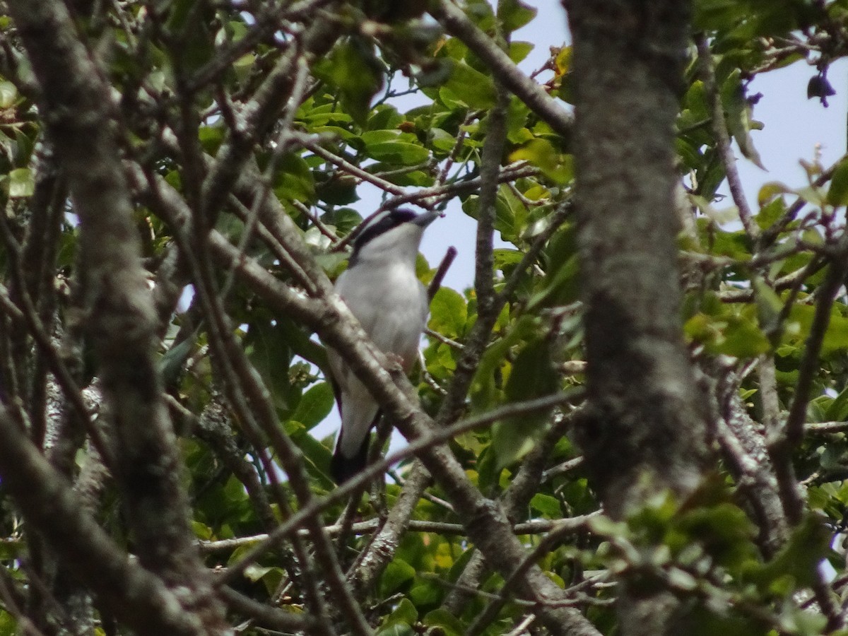 White-browed Shrike-Babbler (Himalayan) - ML634853725