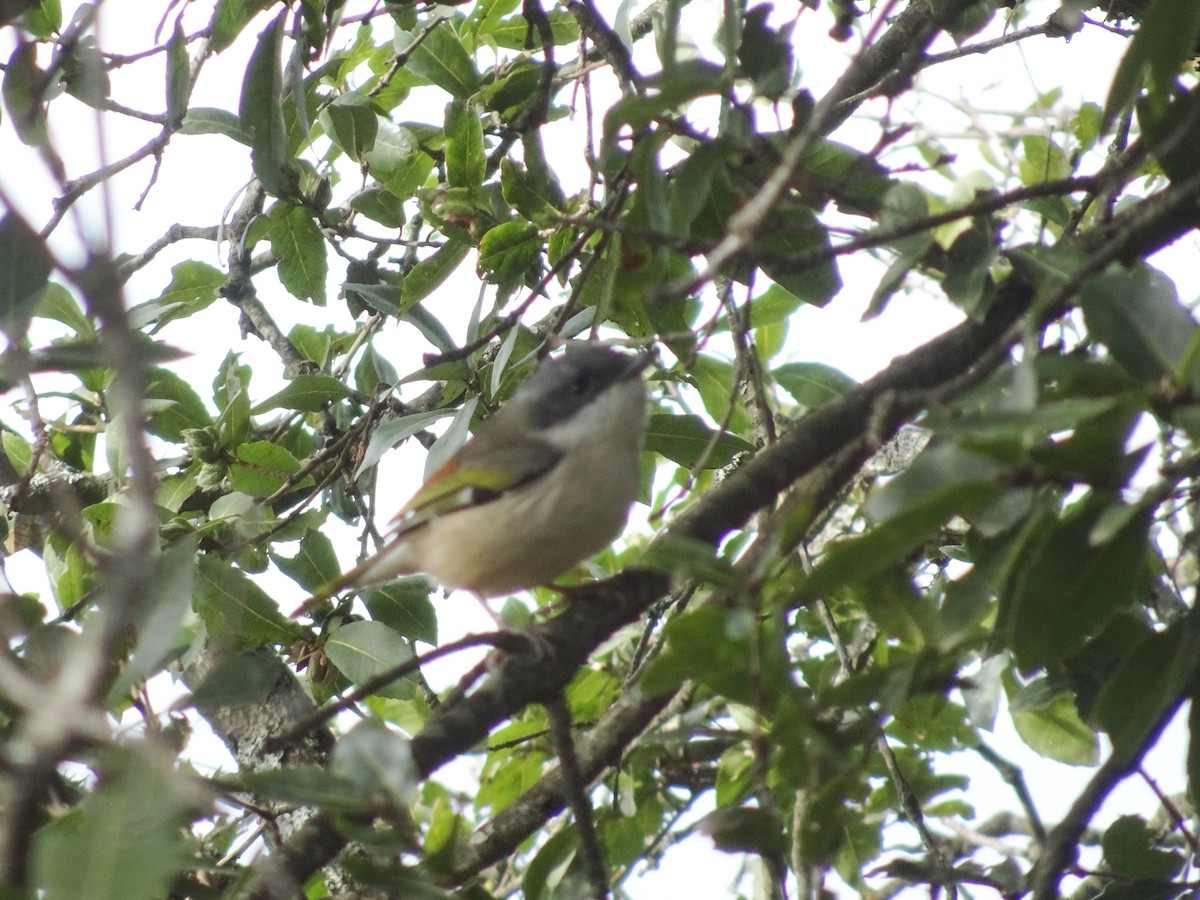 White-browed Shrike-Babbler (Himalayan) - ML634853726