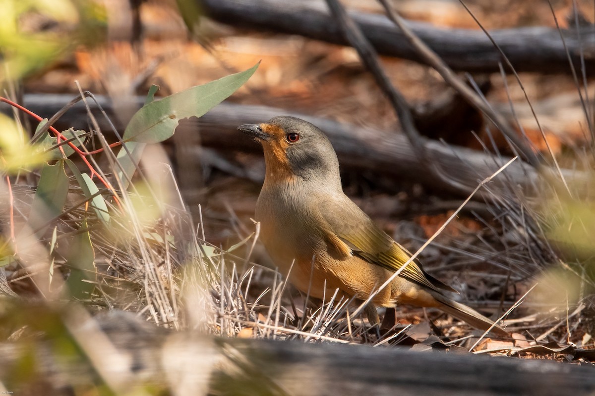 Red-lored Whistler - ML634853729