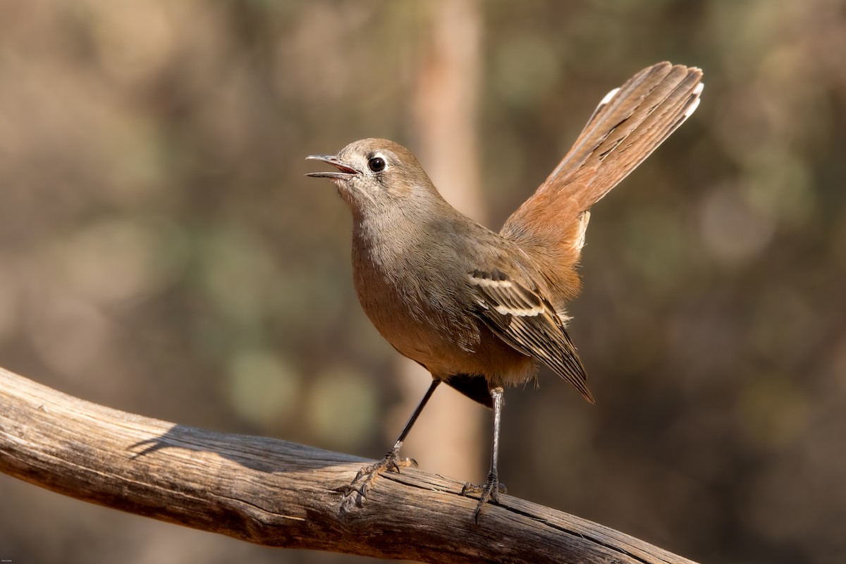 Southern Scrub-Robin - ML634853759
