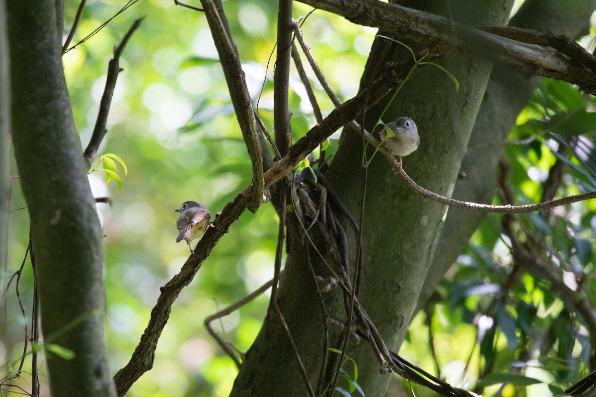 Morrison's Fulvetta - ML634853762