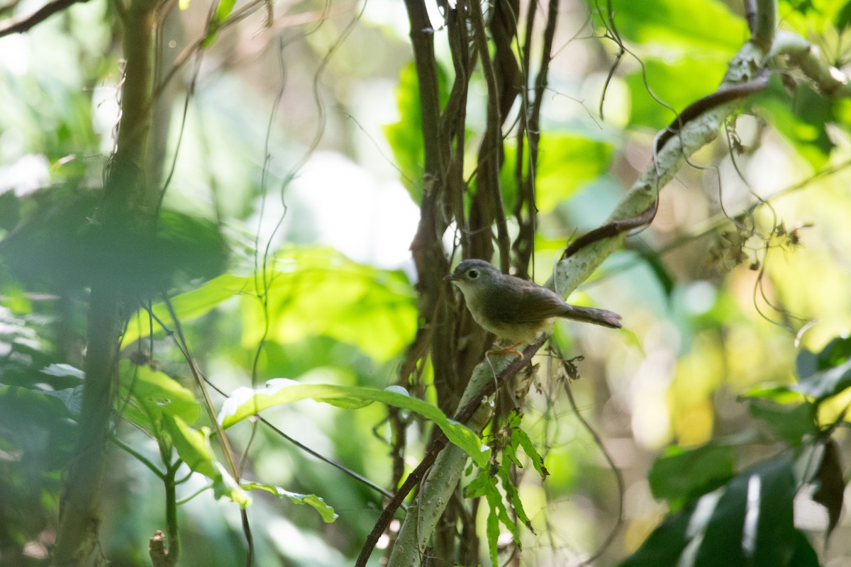 Morrison's Fulvetta - ML634853763