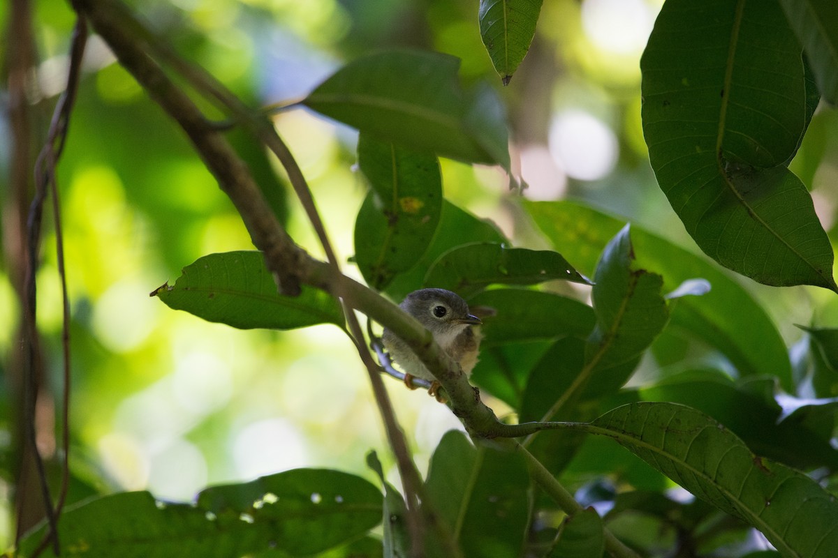 Morrison's Fulvetta - ML634853764