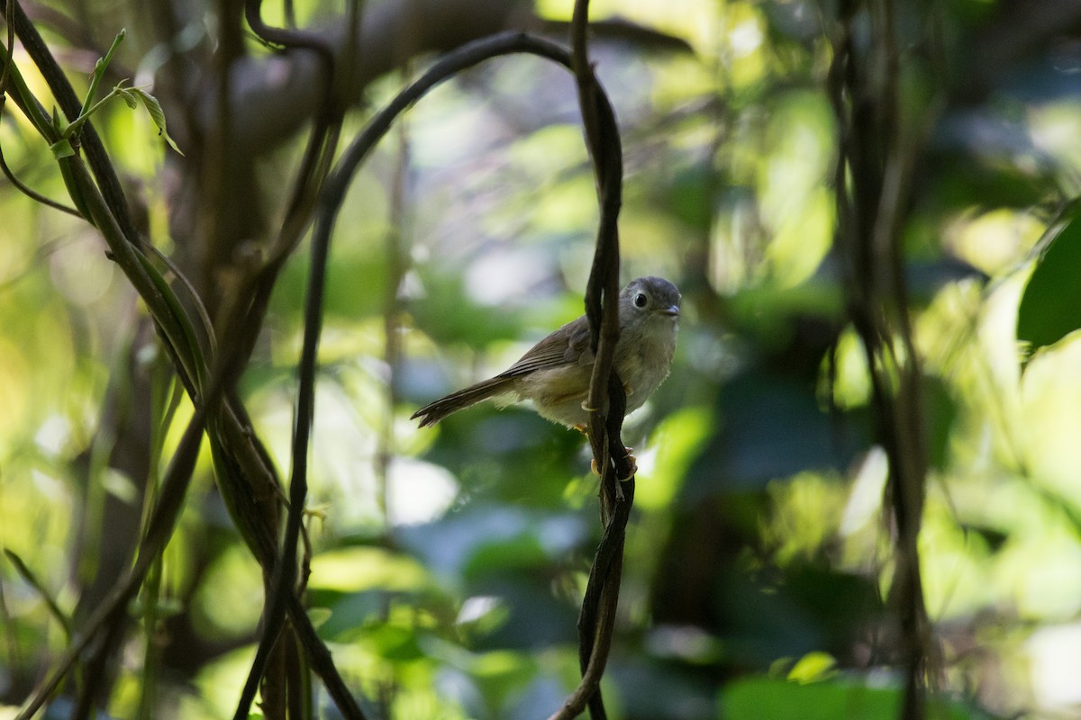 Morrison's Fulvetta - ML634853766