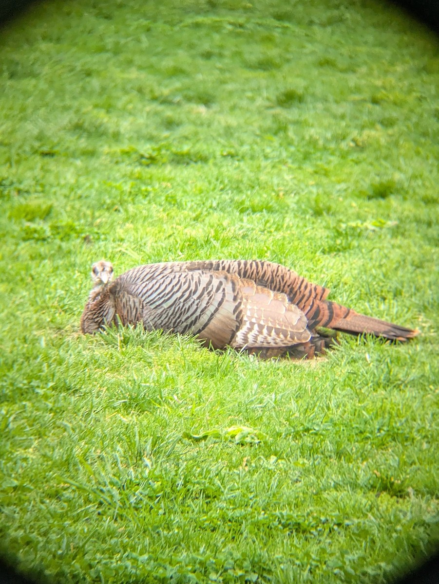 Wild Turkey - ML634853804