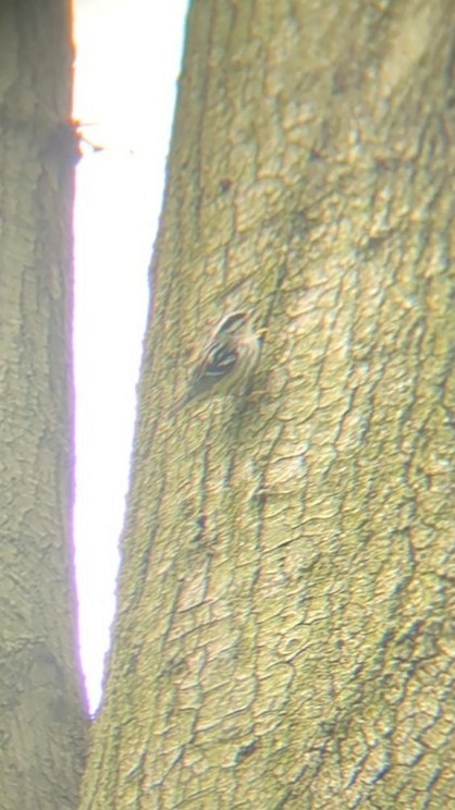 Black-and-white Warbler - ML634853864
