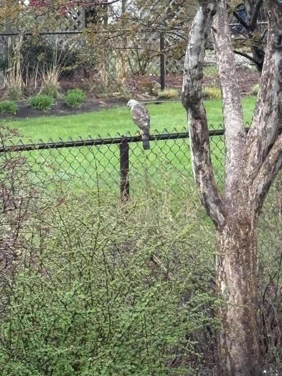 Cooper's Hawk - ML634853884