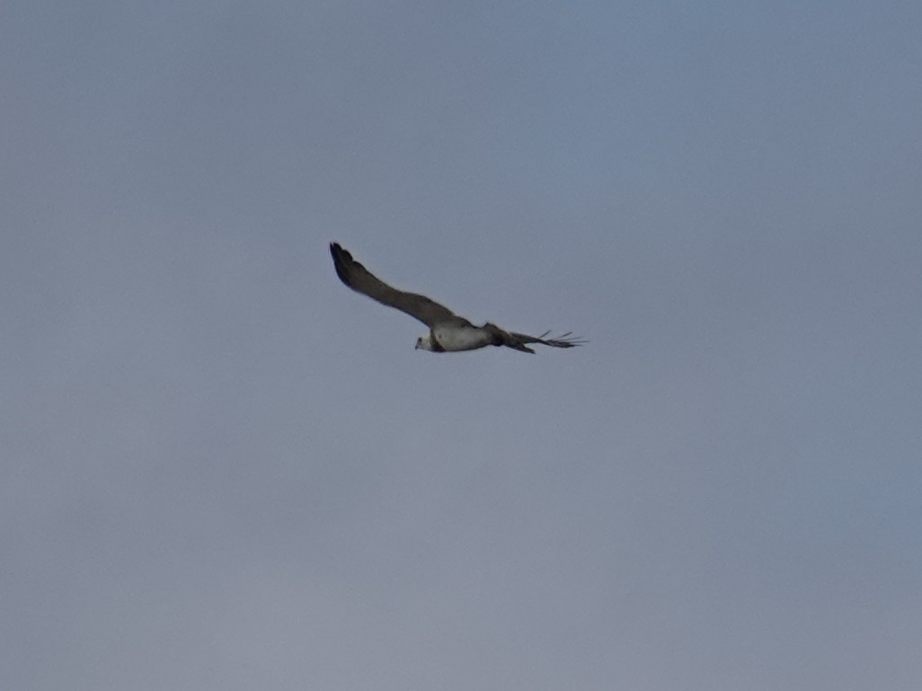 Black-chested Snake-Eagle - ML634853901