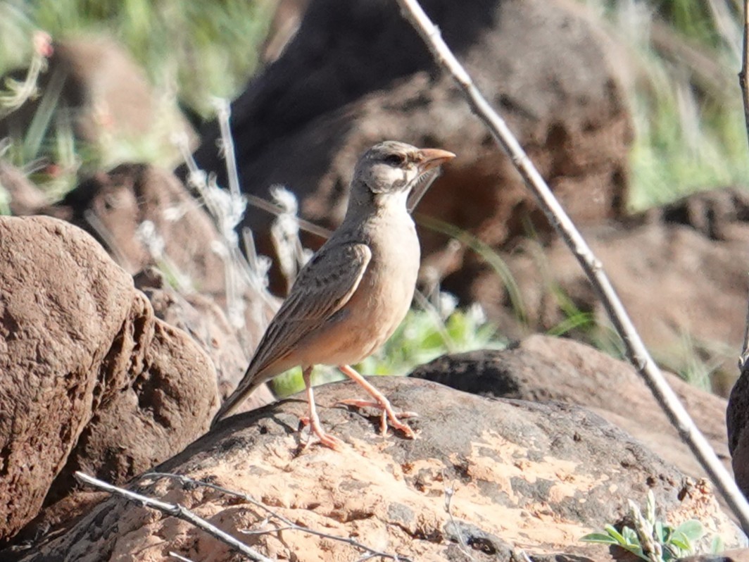 Masked Lark - ML634853911