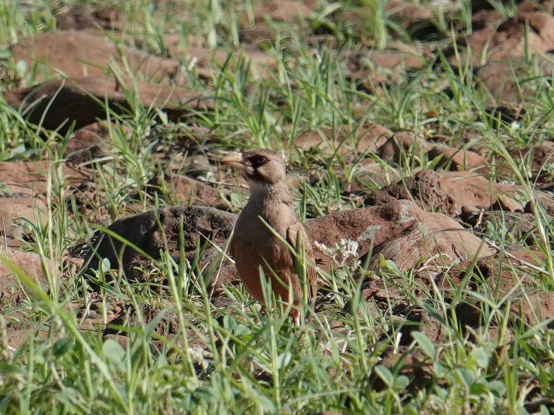 Masked Lark - ML634853916
