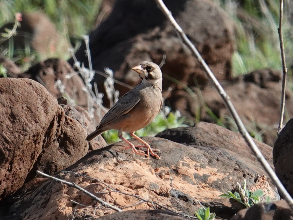 Masked Lark - ML634853917