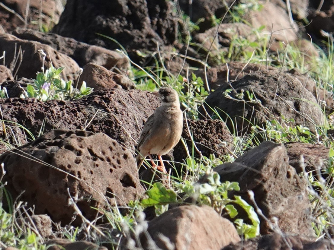 Masked Lark - ML634853918