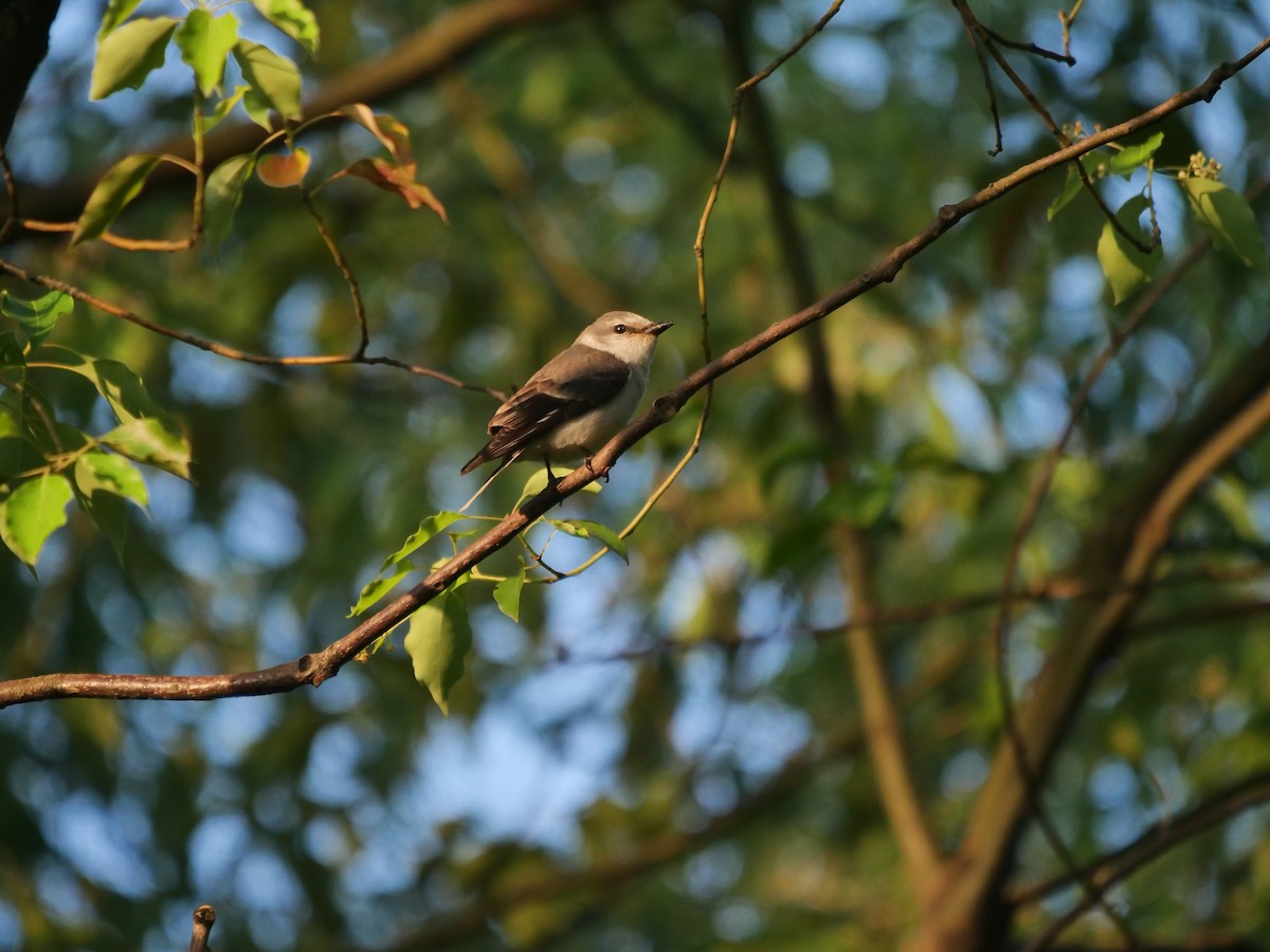 Brown-rumped Minivet - ML634853959