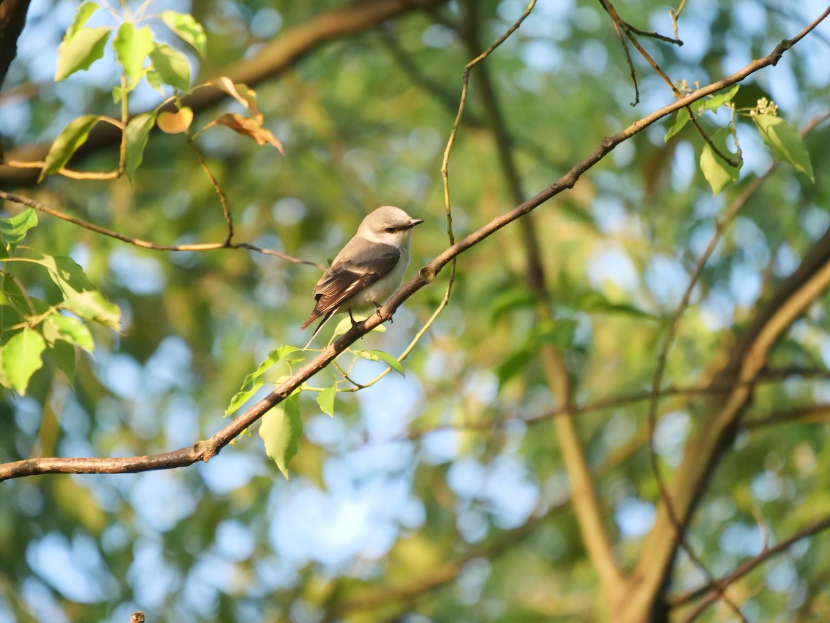 Brown-rumped Minivet - ML634853960