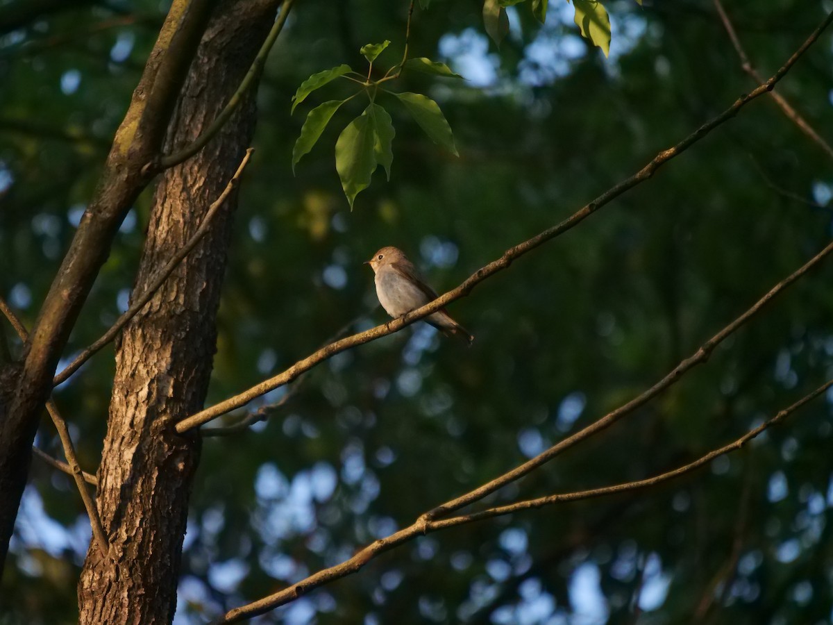 コサメビタキ - ML634853976