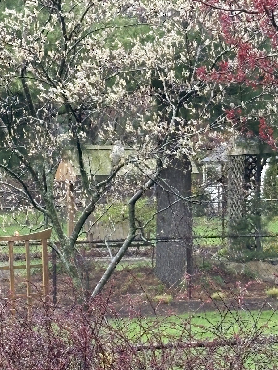 Cooper's Hawk - ML634853991