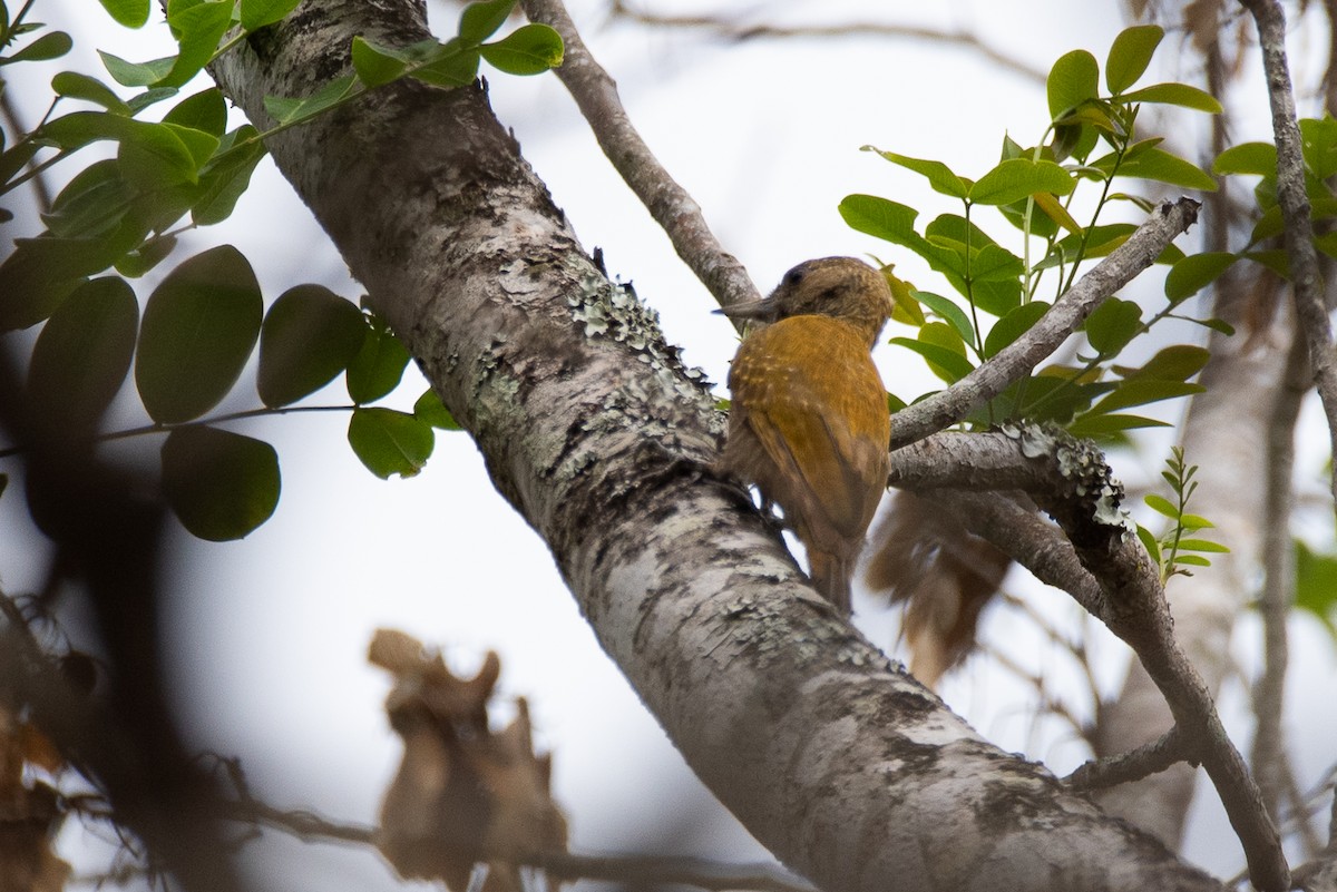Little Woodpecker - ML634854000