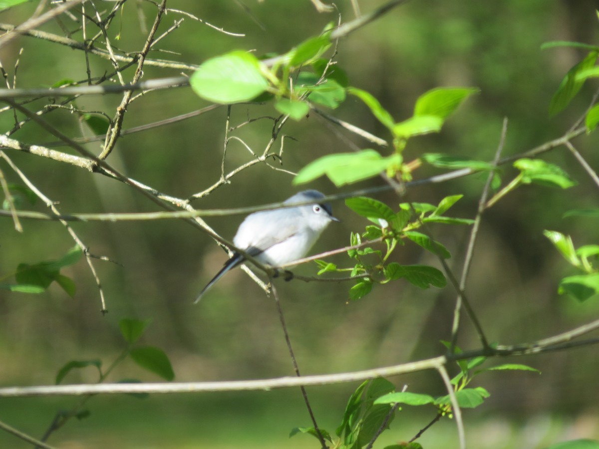 Blue-gray Gnatcatcher - ML634854022