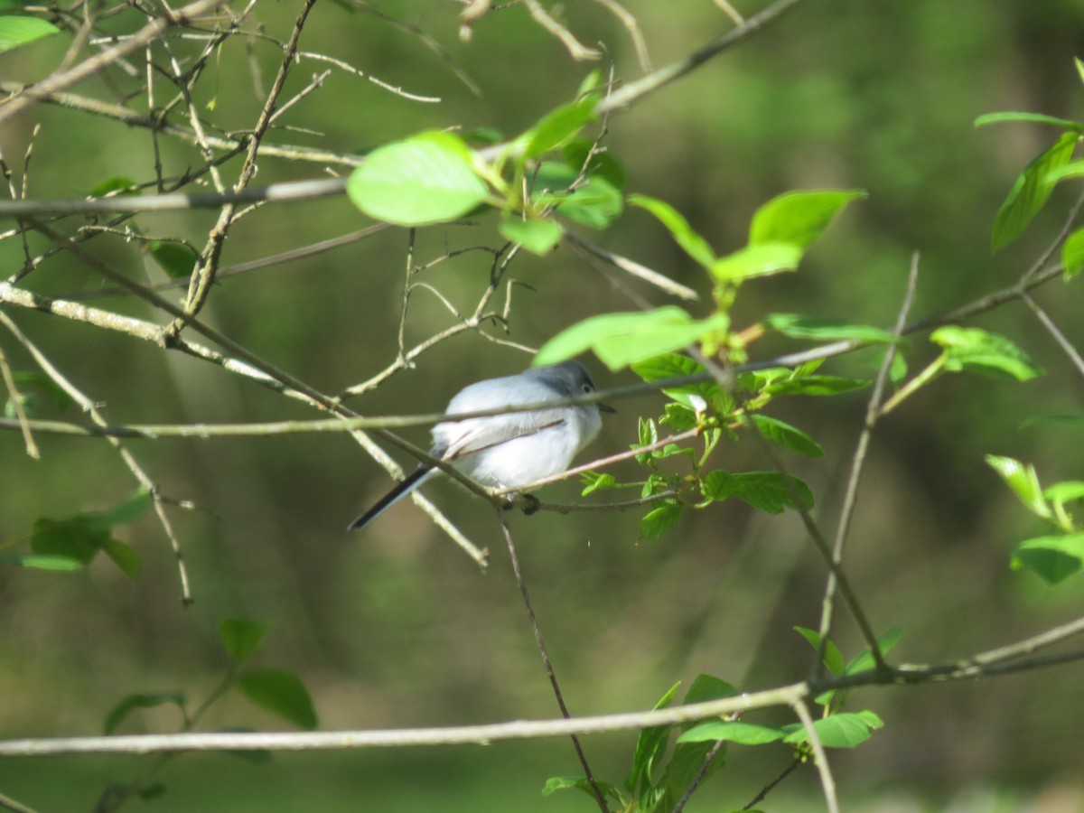 Blue-gray Gnatcatcher - ML634854025