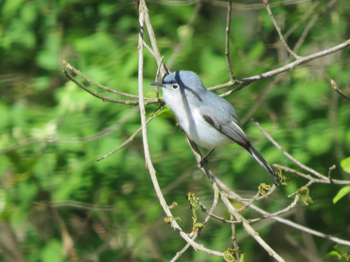 Blue-gray Gnatcatcher - ML634854028